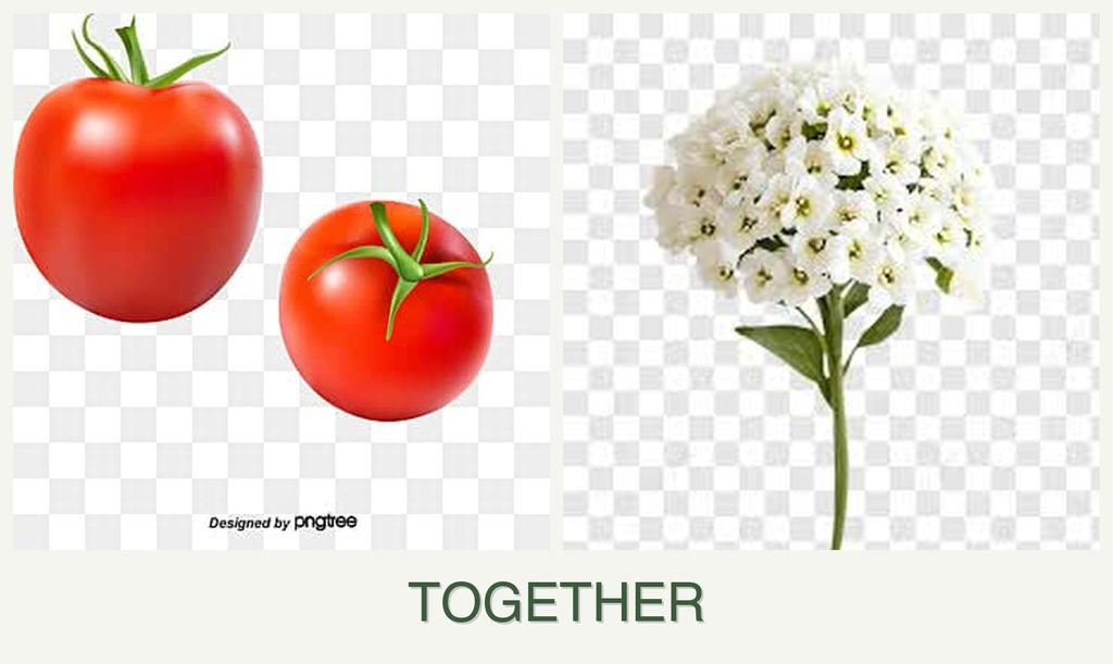 Can you plant tomatoes and alyssum together?