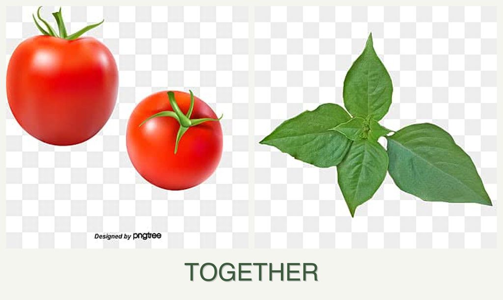 Can you plant tomatoes and basil together?