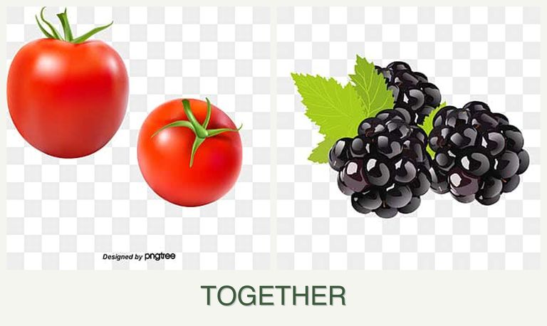 Can you plant tomatoes and blackberries together?