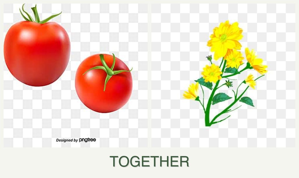 Can you plant tomatoes and calendula together?