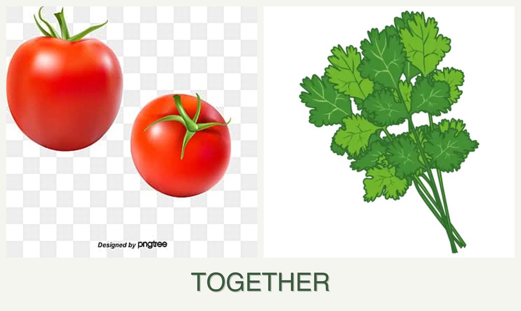 Can you plant tomatoes and cilantro together?