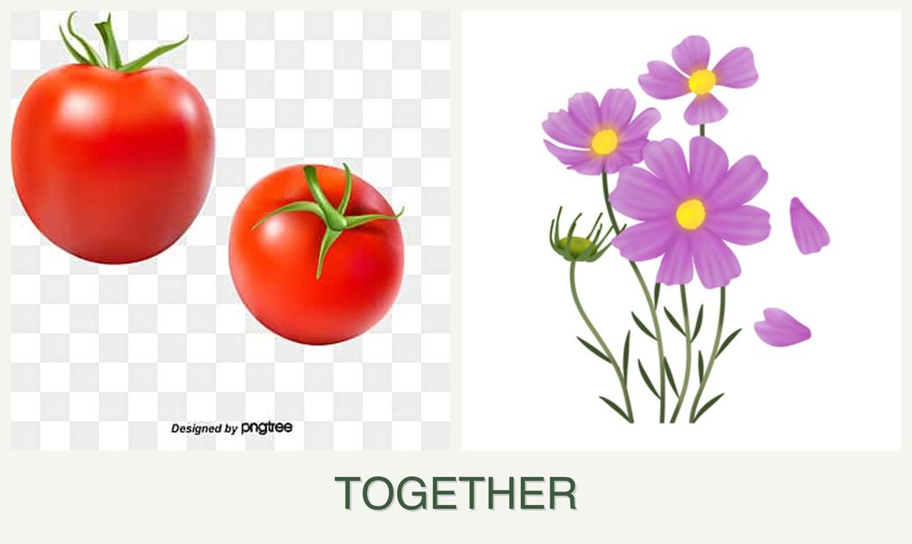 Can you plant tomatoes and cosmos together?