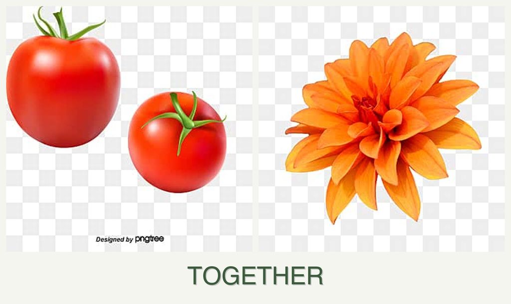 Can you plant tomatoes and dahlias together?