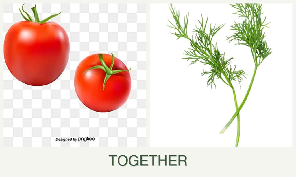 Can you plant tomatoes and dill together?