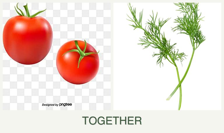 Can you plant tomatoes and dill together?