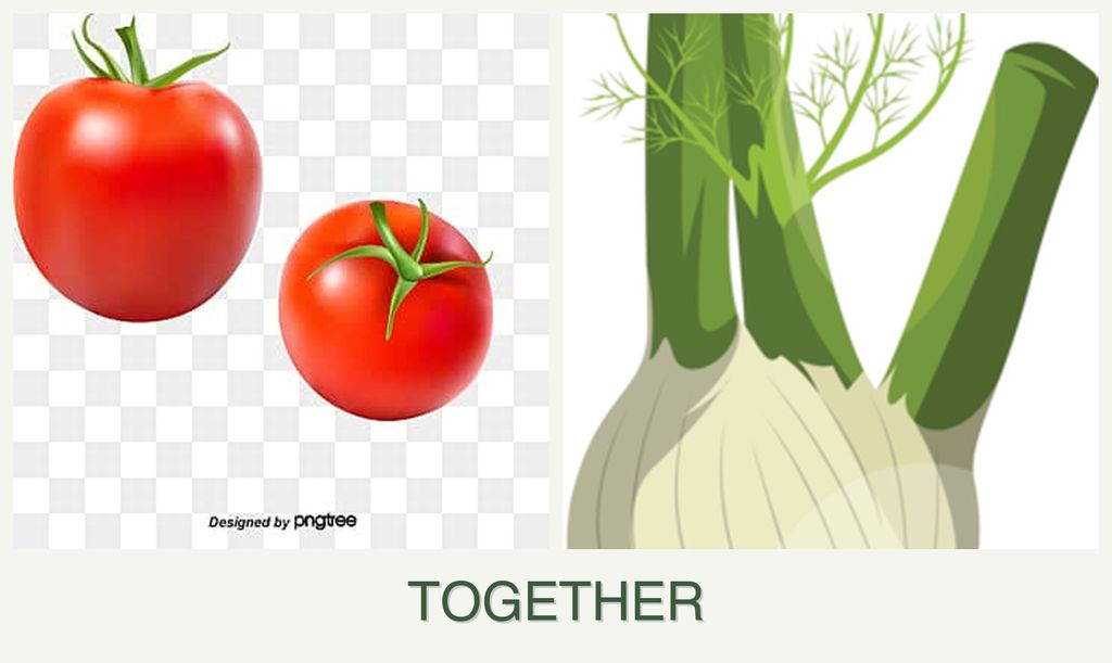 Can you plant tomatoes and fennel together?