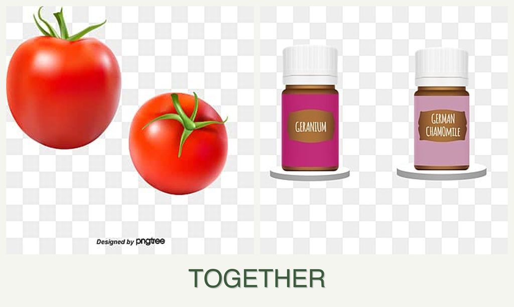 Can you plant tomatoes and geraniums together?