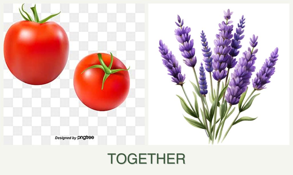 Can you plant tomatoes and lavender together?