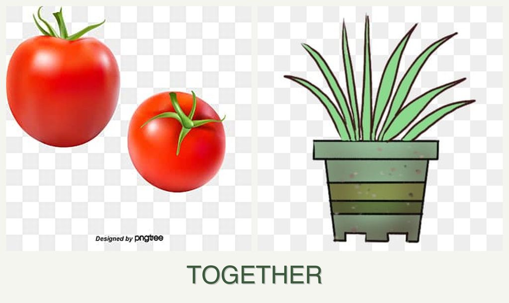 Can you plant tomatoes and lemongrass together?