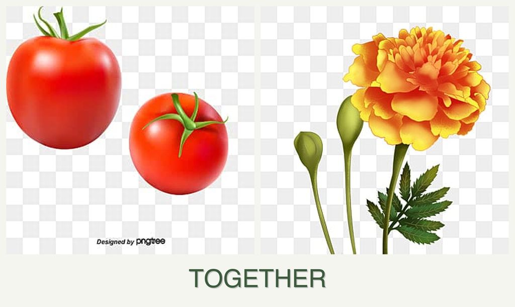 Can you plant tomatoes and marigolds together?
