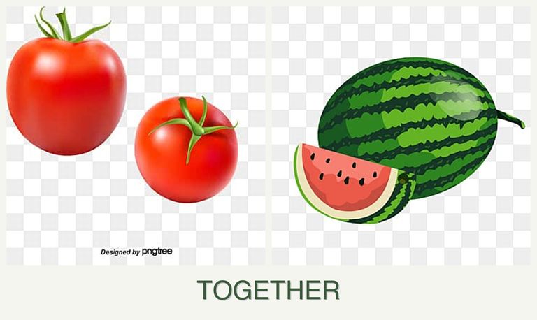 Can you plant tomatoes and melons together?