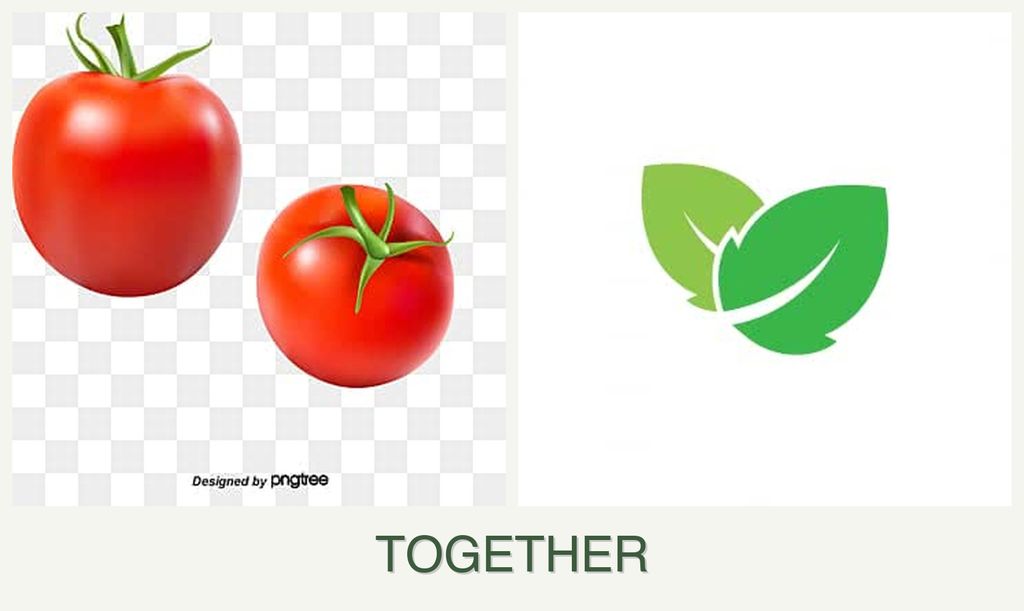 Can you plant tomatoes and mint together?