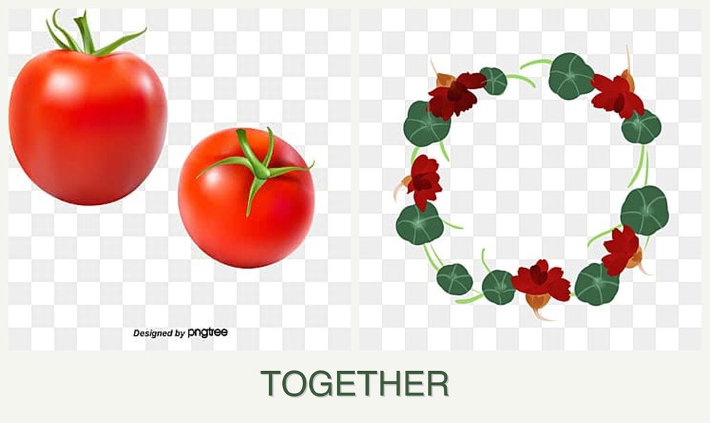 Can you plant tomatoes and nasturtiums together?