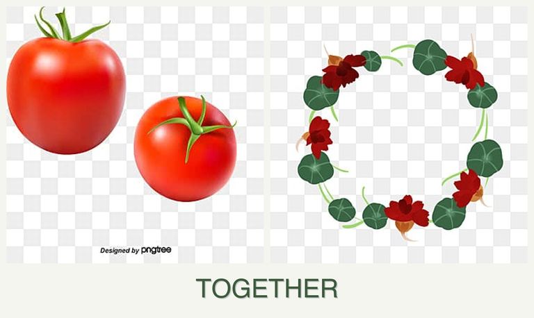 Can you plant tomatoes and nasturtiums together?