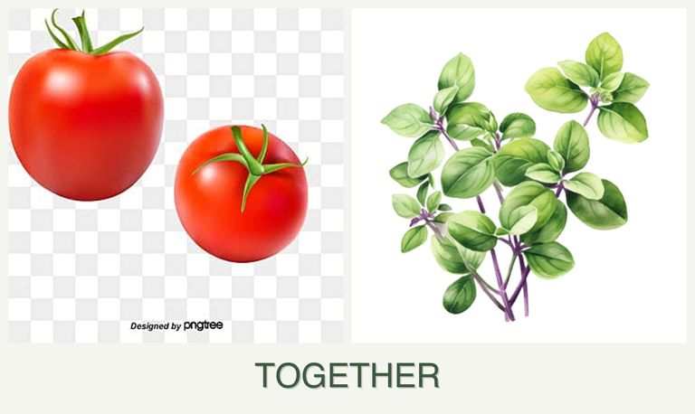 Can you plant tomatoes and oregano together?