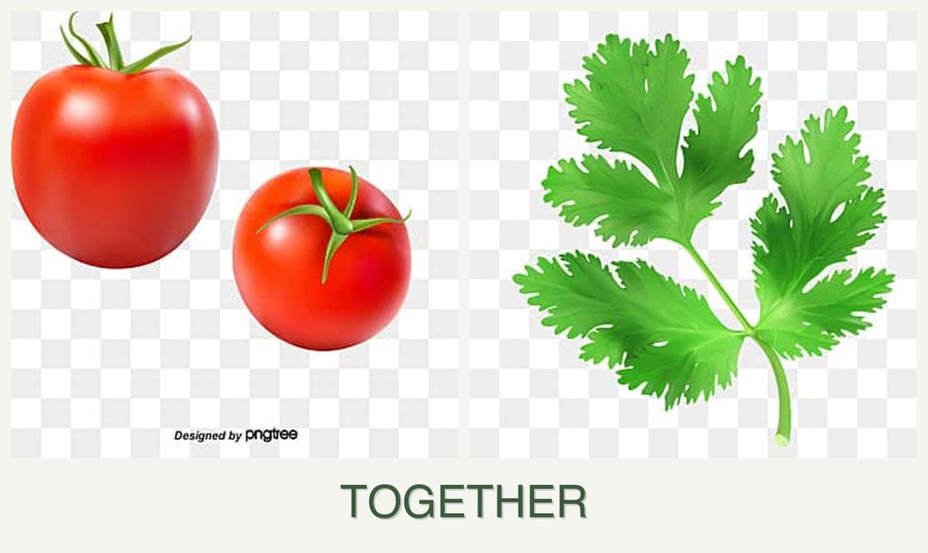 Can you plant tomatoes and parsley together?