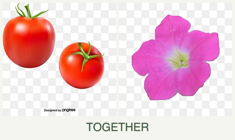 Can you plant tomatoes and petunias together?