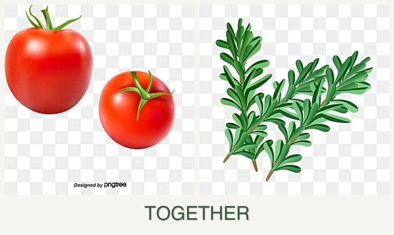 Can you plant tomatoes and rosemary together?