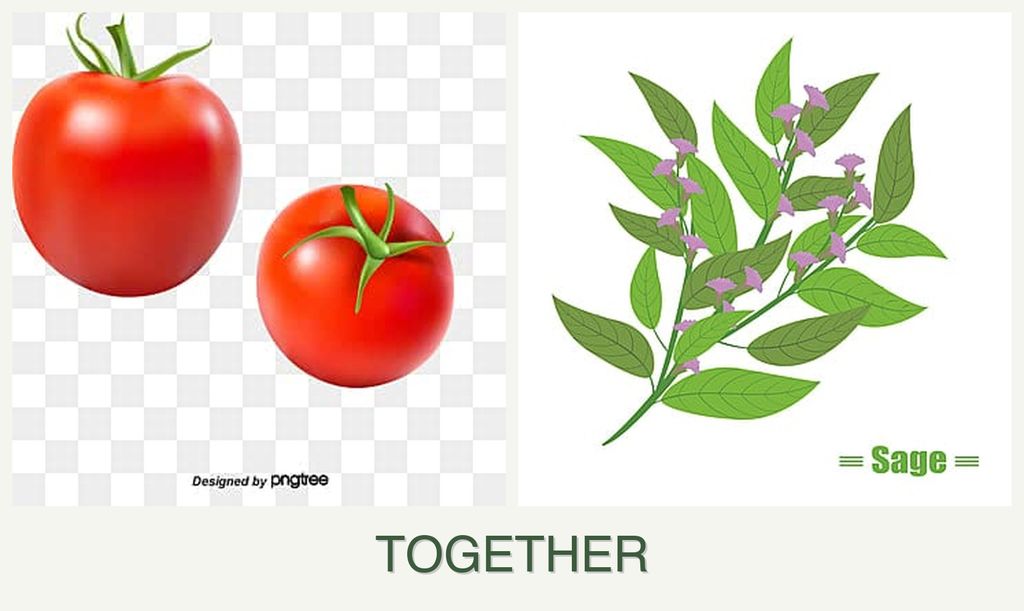 Can you plant tomatoes and sage together?