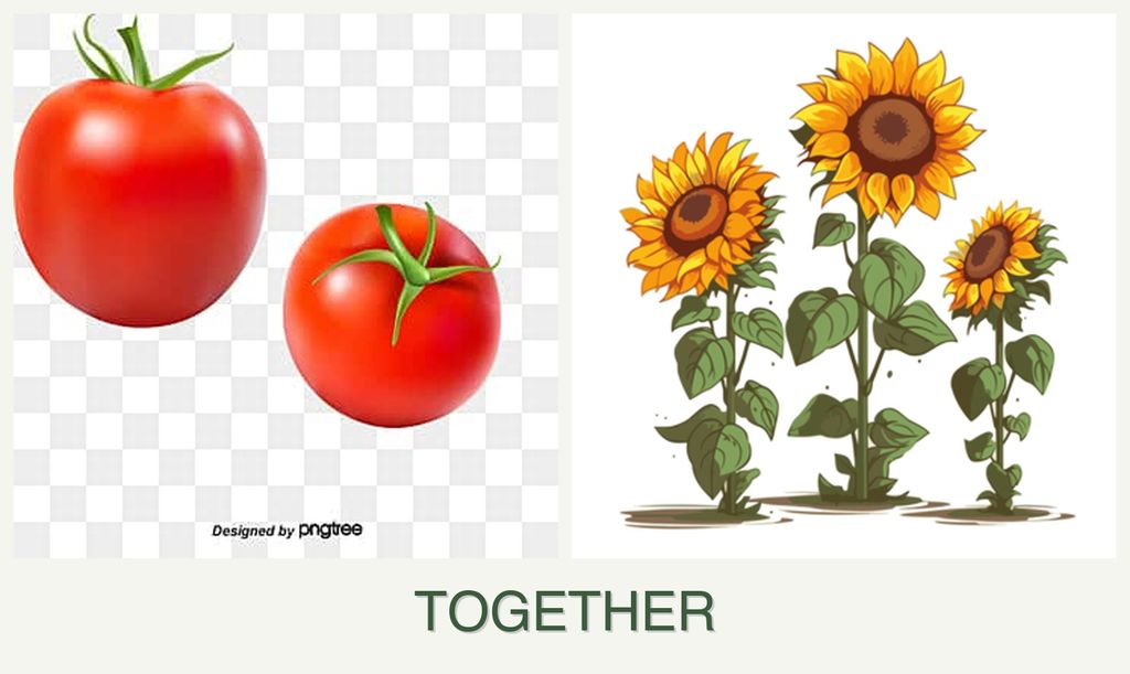 Can you plant tomatoes and sunflowers together?