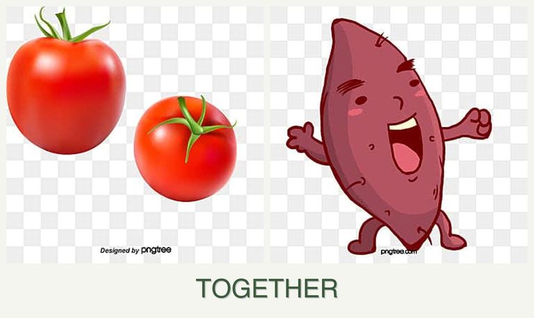Can you plant tomatoes and sweet potatoes together?