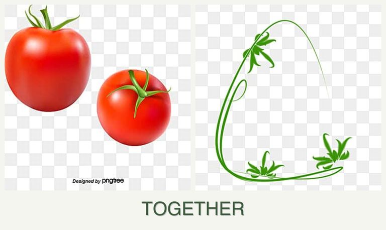 Can you plant tomatoes and tarragon together?