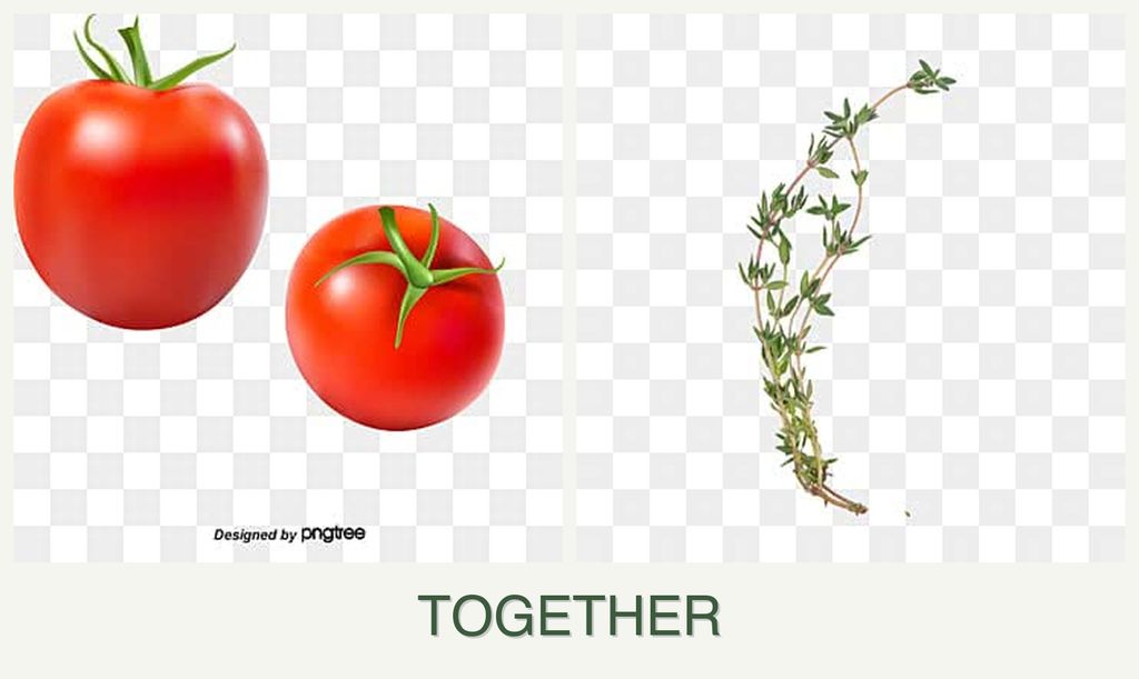 Can you plant tomatoes and thyme together?