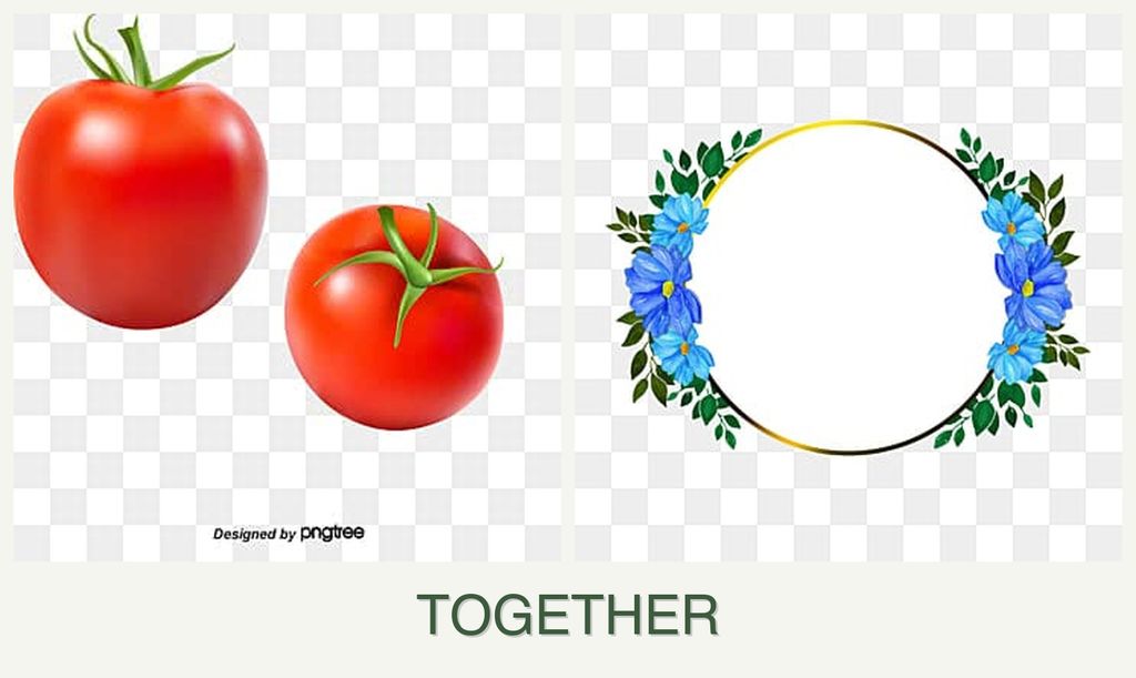 Can you plant tomatoes and zinnias together?