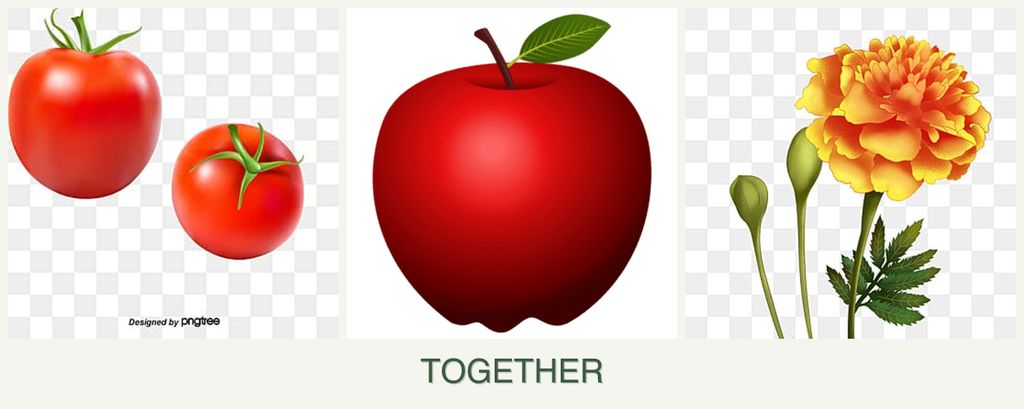 Can you plant tomatoes, apples and marigolds together?