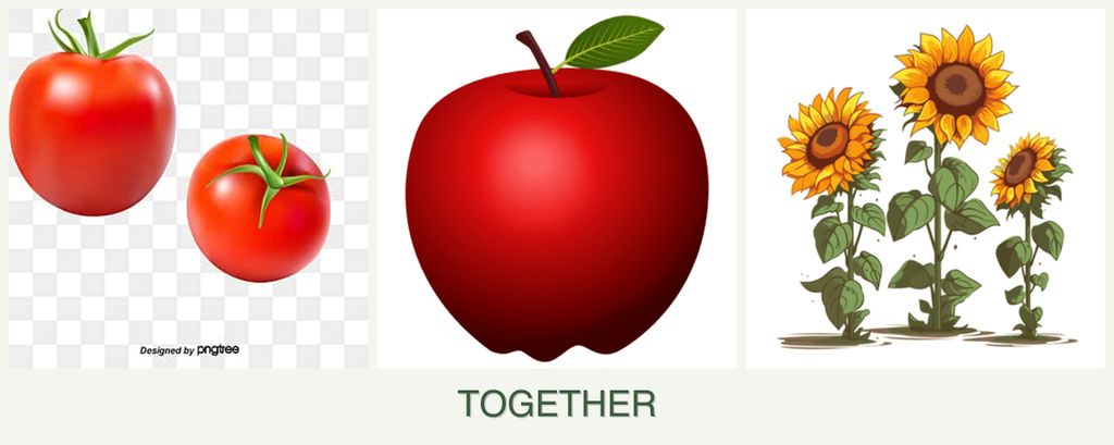 Can you plant tomatoes, apples and sunflowers together?