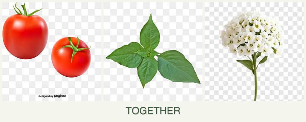 Can you plant tomatoes, basil and alyssum together?