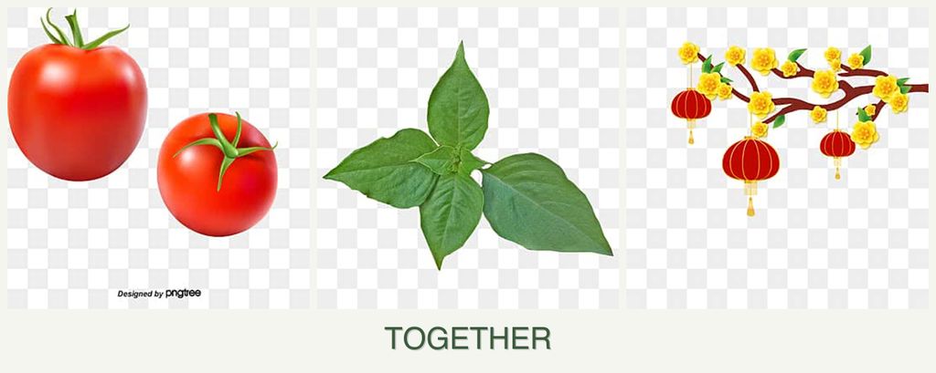 Can you plant tomatoes, basil and apricots together?