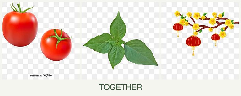 Can you plant tomatoes, basil and apricots together?