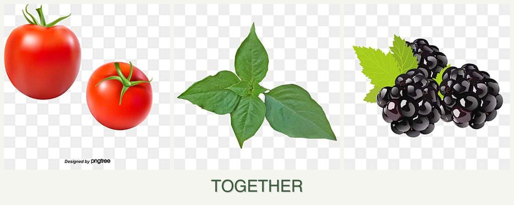 Can you plant tomatoes, basil and blackberries together?