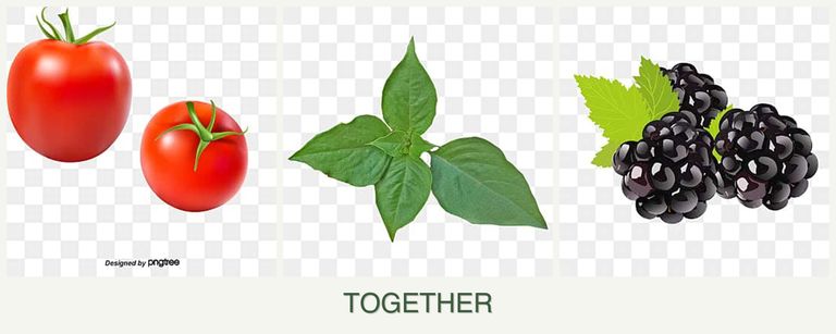 Can you plant tomatoes, basil and blackberries together?