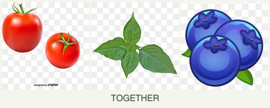 Can you plant tomatoes, basil and blueberries together?