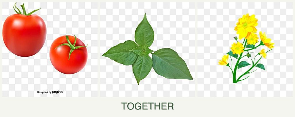 Can you plant tomatoes, basil and calendula together?