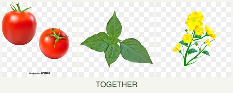 Can you plant tomatoes, basil and calendula together?