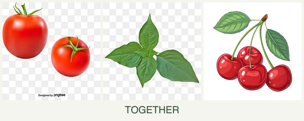 Can you plant tomatoes, basil and cherries together?