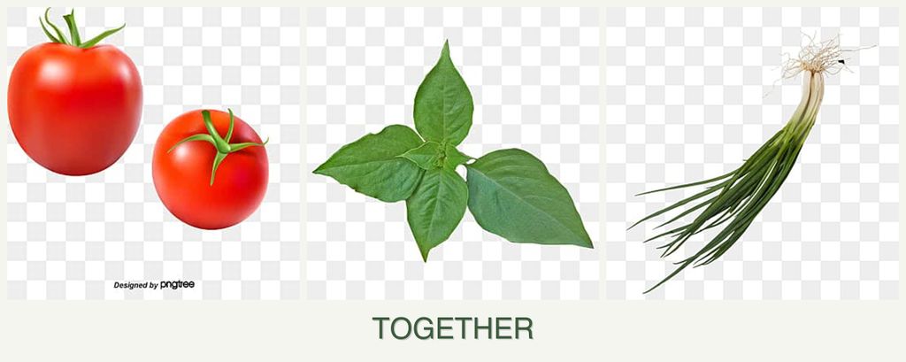 Can you plant tomatoes, basil and chives together?