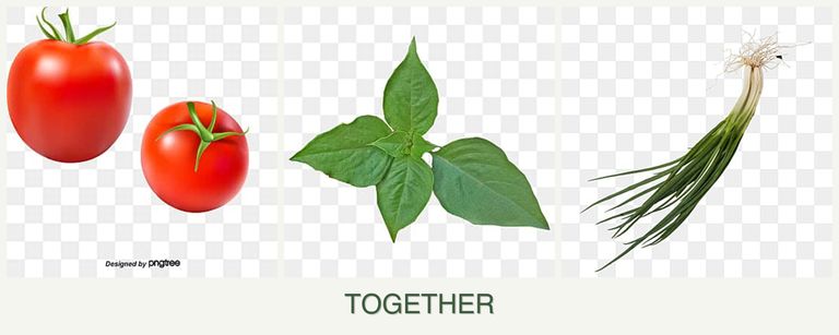 Can you plant tomatoes, basil and chives together?