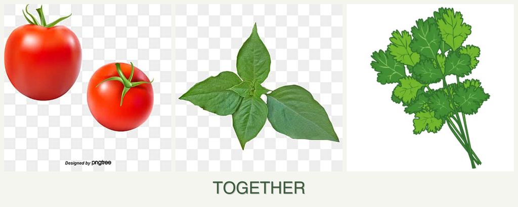 Can you plant tomatoes, basil and cilantro together?