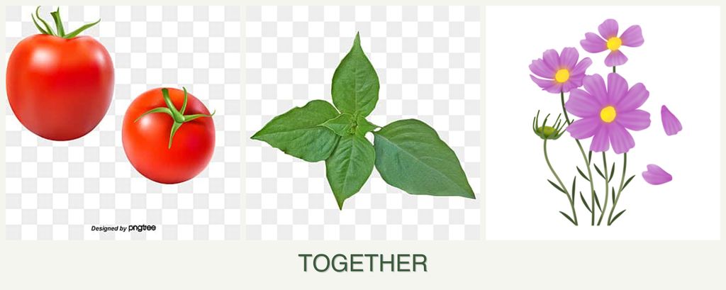 Can you plant tomatoes, basil and cosmos together?