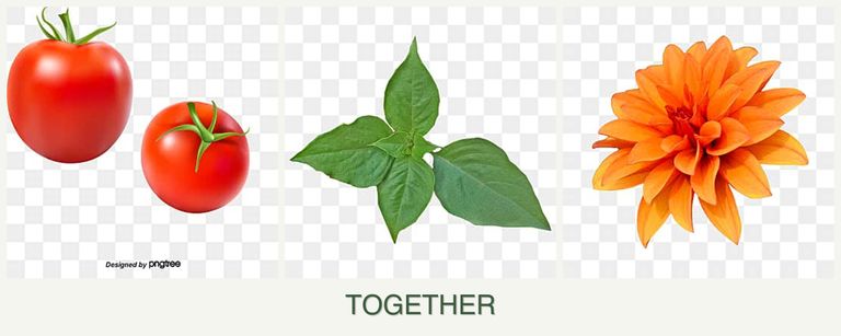 Can you plant tomatoes, basil and dahlias together?