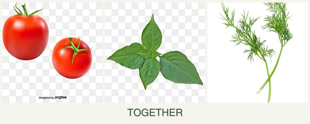 Can you plant tomatoes, basil and dill together?