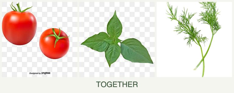 Can you plant tomatoes, basil and dill together?