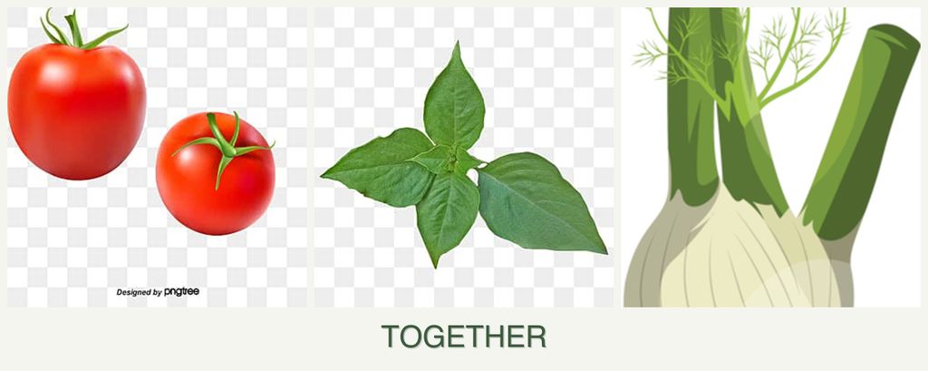 Can you plant tomatoes, basil and fennel together?