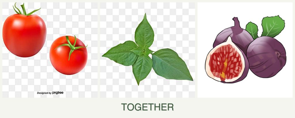 Can you plant tomatoes, basil and figs together?