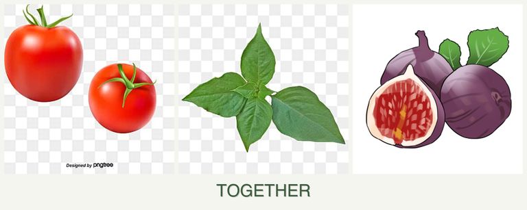 Can you plant tomatoes, basil and figs together?