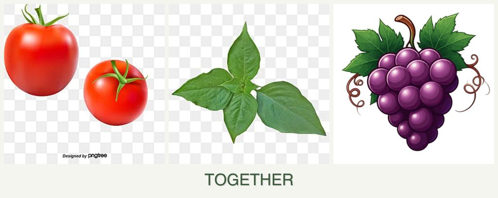 Can you plant tomatoes, basil and grapes together?